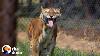 Tigers Freed From Abandoned Train Car After 15 Years The Dodo Comeback Kids